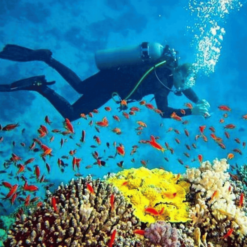 Arugambay Diving School sri lanka (2)