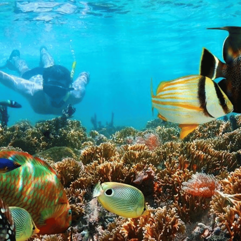 Arugambay Diving School sri lanka (3)